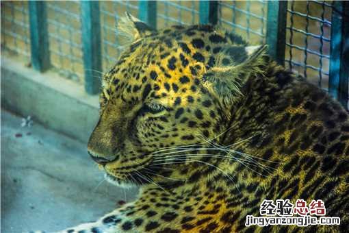 发现野生豹子 遇到野生豹子怎么办