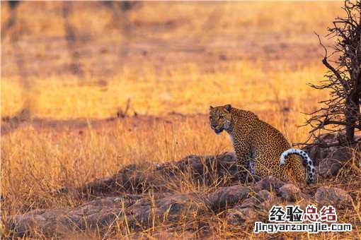 发现野生豹子 遇到野生豹子怎么办