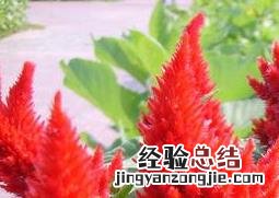后庭花的养殖方法