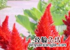 后庭花的养殖方法