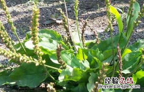 车前草治疗结石有效果? 车前草能治结石吗