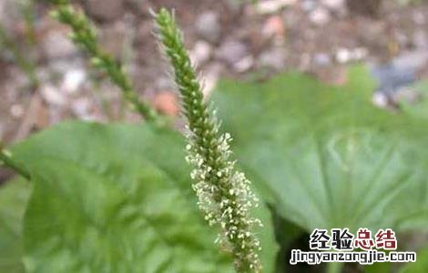 车前草治疗结石有效果? 车前草能治结石吗