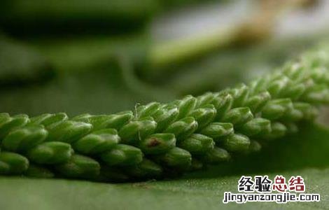 车前草治疗结石有效果? 车前草能治结石吗