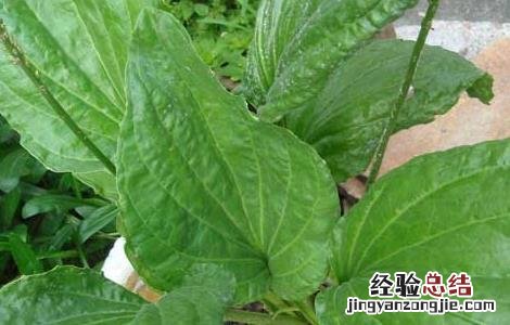 车前草治疗结石有效果? 车前草能治结石吗