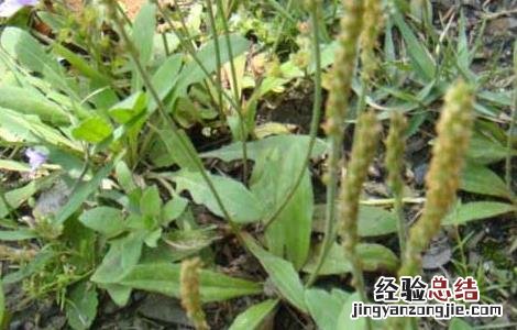 车前草的副作用及禁忌症 车前草的副作用有哪些