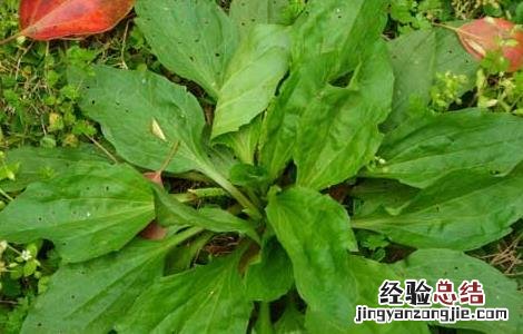 车前草的副作用及禁忌症 车前草的副作用有哪些