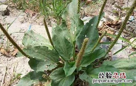 车前草的副作用及禁忌症 车前草的副作用有哪些