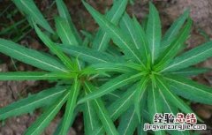 赶黄草的功效与作用 赶黄草的功效与作用的功能与主治