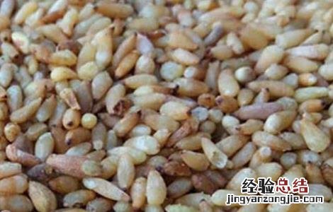 柏子仁的功效与作用 柏子仁的功效与作用及禁忌