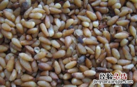 柏子仁的功效与作用 柏子仁的功效与作用及禁忌