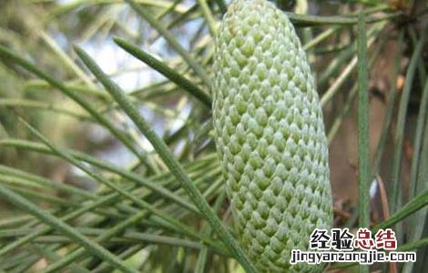 柏树的功效与作用 柏树叶的功效与作用