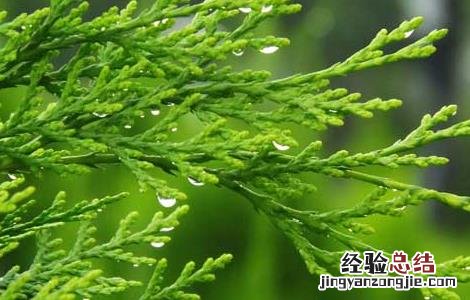 柏树的功效与作用 柏树叶的功效与作用