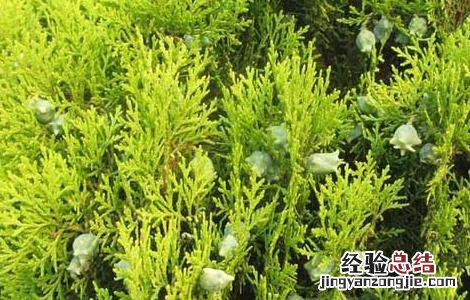 柏树的功效与作用 柏树叶的功效与作用