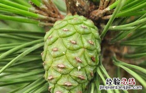 柏树的功效与作用 柏树叶的功效与作用