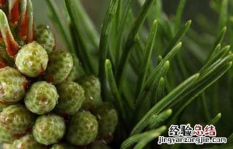 柏树的功效与作用 柏树叶的功效与作用