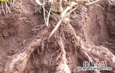 葛根的作用与功效丰胸 葛根的作用与功效