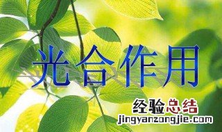 光合作用过程分为哪两个阶段 光合作用的过程可分为哪两个阶段