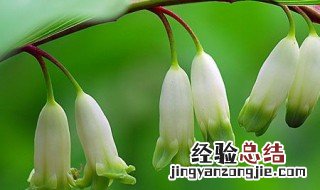 玉竹分盘什么季节好看 玉竹分盘什么季节好