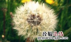 吃蒲公英减肥作用有没有副作用 吃蒲公英减肥作用有没有