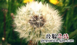 吃蒲公英减肥作用有没有副作用 吃蒲公英减肥作用有没有