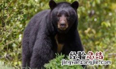 形容公园里狗熊句子 形容公园里狗熊句子有哪些