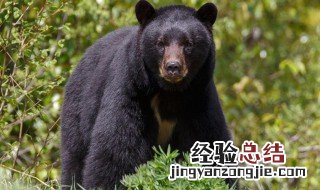 形容公园里狗熊句子 形容公园里狗熊句子有哪些