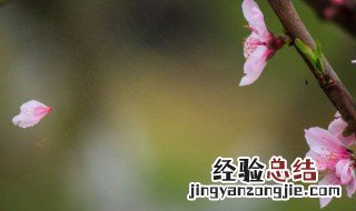 六丑落花原文翻译 六丑落花周邦彦翻译