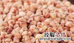 高粱米煮饭前要泡多久 女人吃高粱米的好处