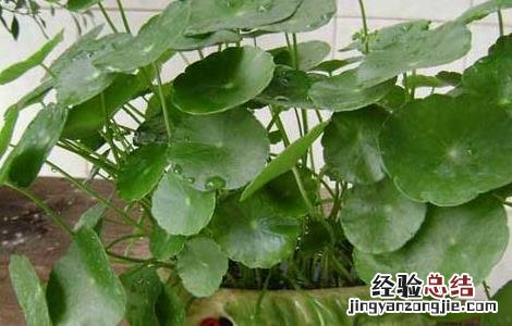 大叶铜钱草的功效与作用 铜钱草的功效与作用