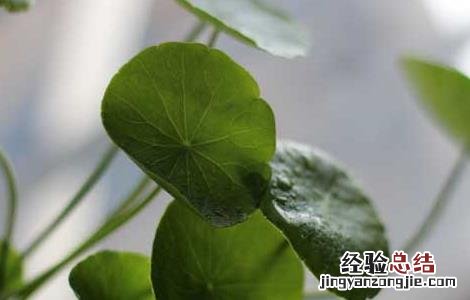 大叶铜钱草的功效与作用 铜钱草的功效与作用