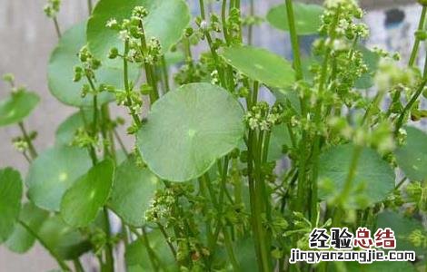 大叶铜钱草的功效与作用 铜钱草的功效与作用