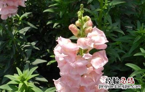 金鱼草的功效与作用 金鱼草的功效与作用可以全草入药吗
