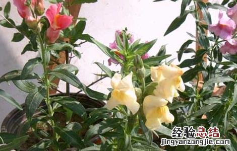 金鱼草的功效与作用 金鱼草的功效与作用可以全草入药吗