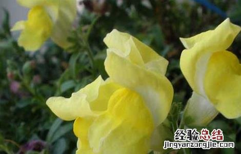 金鱼草的功效与作用 金鱼草的功效与作用可以全草入药吗