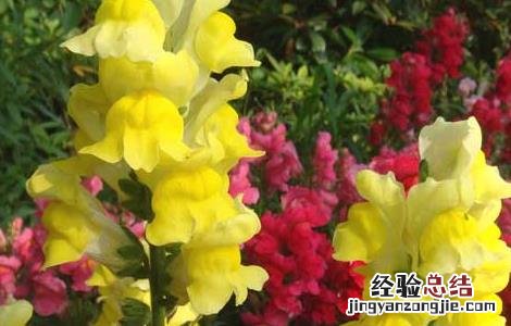 金鱼草的功效与作用 金鱼草的功效与作用可以全草入药吗