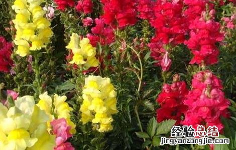 金鱼草的功效与作用 金鱼草的功效与作用可以全草入药吗