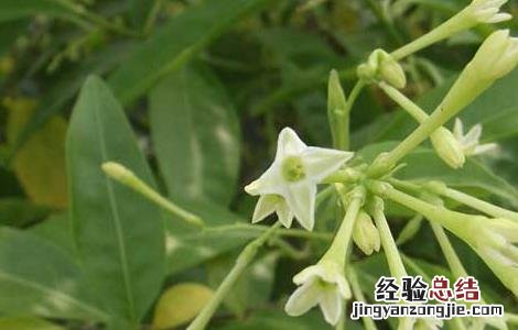 夜来香的功效与作用 夜来香的功效与作用图片