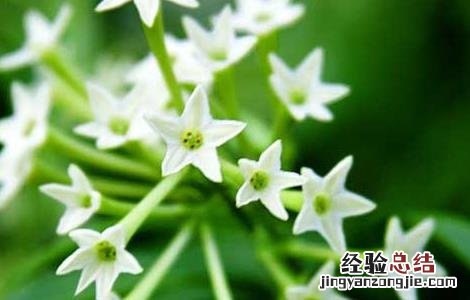 夜来香的功效与作用 夜来香的功效与作用图片