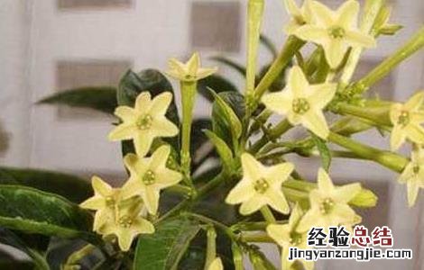 夜来香的功效与作用 夜来香的功效与作用图片