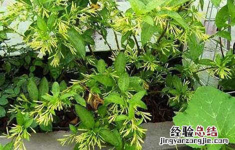 夜来香的功效与作用 夜来香的功效与作用图片