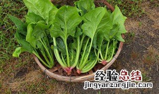 菠菜蛋糊面怎么做好吃 菠菜蛋糊面怎么做