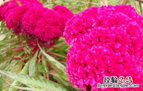 鸡冠花的功效与作用图片 鸡冠花的功效与作用