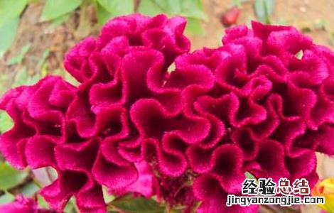 鸡冠花的功效与作用图片 鸡冠花的功效与作用