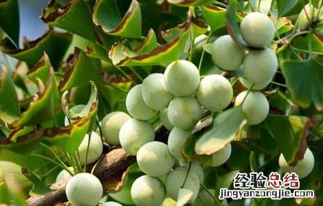 银杏叶的功效与作用点 银杏叶的功效与作用