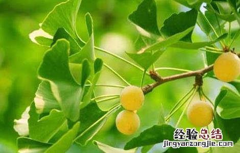 银杏叶的功效与作用点 银杏叶的功效与作用