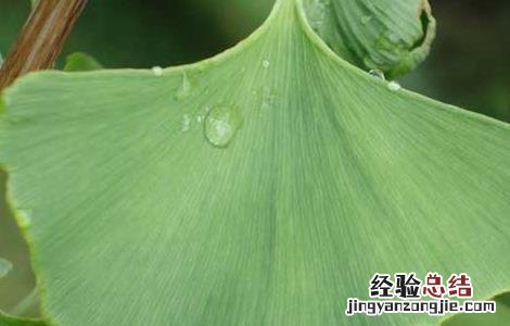 银杏叶的功效与作用点 银杏叶的功效与作用