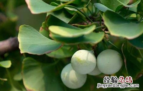 银杏叶的功效与作用点 银杏叶的功效与作用