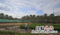 泰蛙养殖技术与管理 泰蛙养殖技术