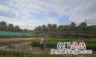 泰蛙养殖技术与管理 泰蛙养殖技术