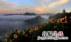送太阳花是什么意思 送太阳花解释